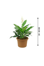 Peace Lily - Spathiphyllum Wallisii - Plantsworld.ae