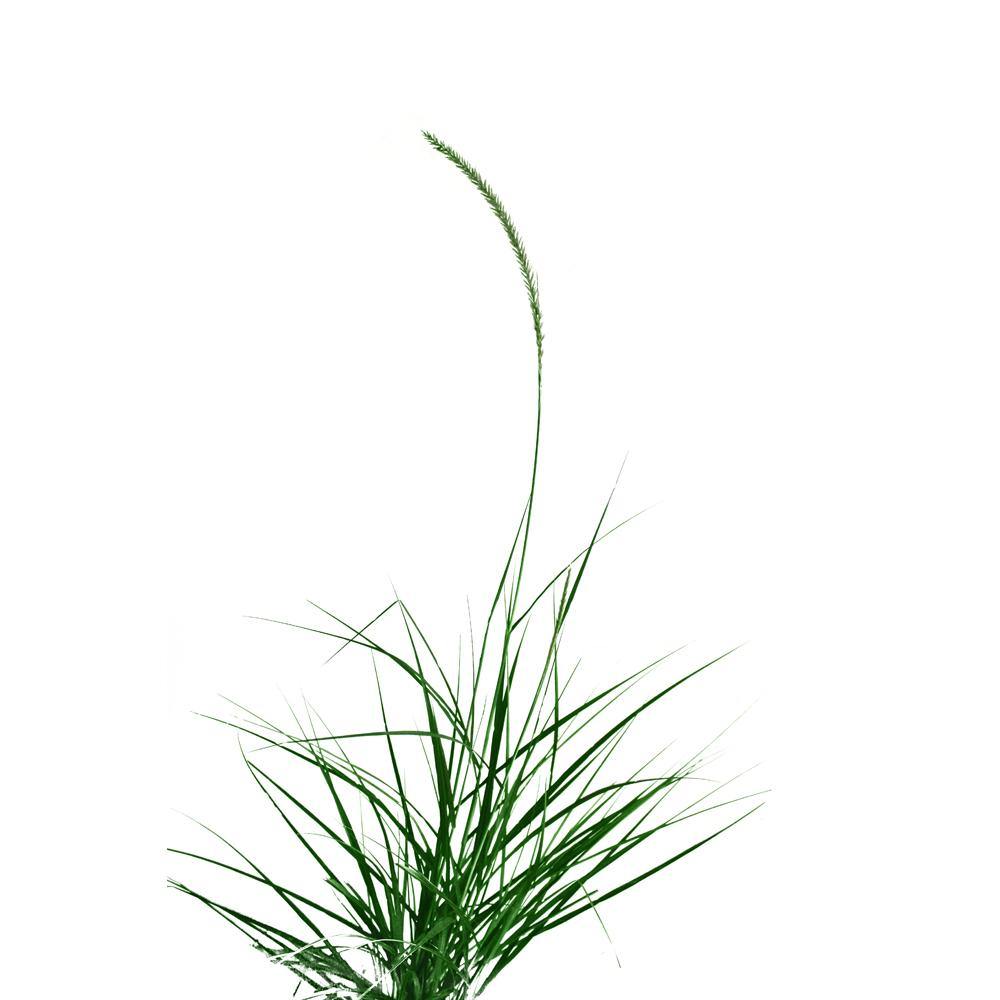 Buy Fountain Grass Online - Pennisetum Alopecuroides