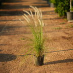 Green Fountain Grass (Pennisetum setaceum)