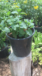 Mint Plant (Herbal Plant)