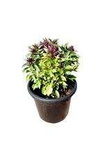 Persian Basil Potted Plant - Ocimum basilicum