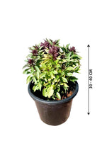 Persian Basil - Ocimum basilicum - Plantsworld.ae
