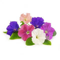 Petunia – Outdoor Seasonal Flowering Plant