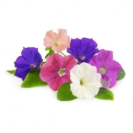 Petunia – Outdoor Seasonal Flowering Plant