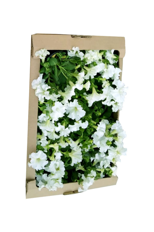 Petunia – Outdoor Seasonal Flowering Plant