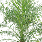 Indoor Pygmy Palm - Phoenix Roebelenii