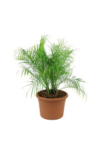 Indoor Pygmy Palm - Phoenix Roebelenii