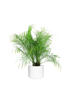 Indoor Pygmy Palm - Phoenix Roebelenii