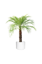 Indoor Pygmy Palm - Phoenix Roebelenii