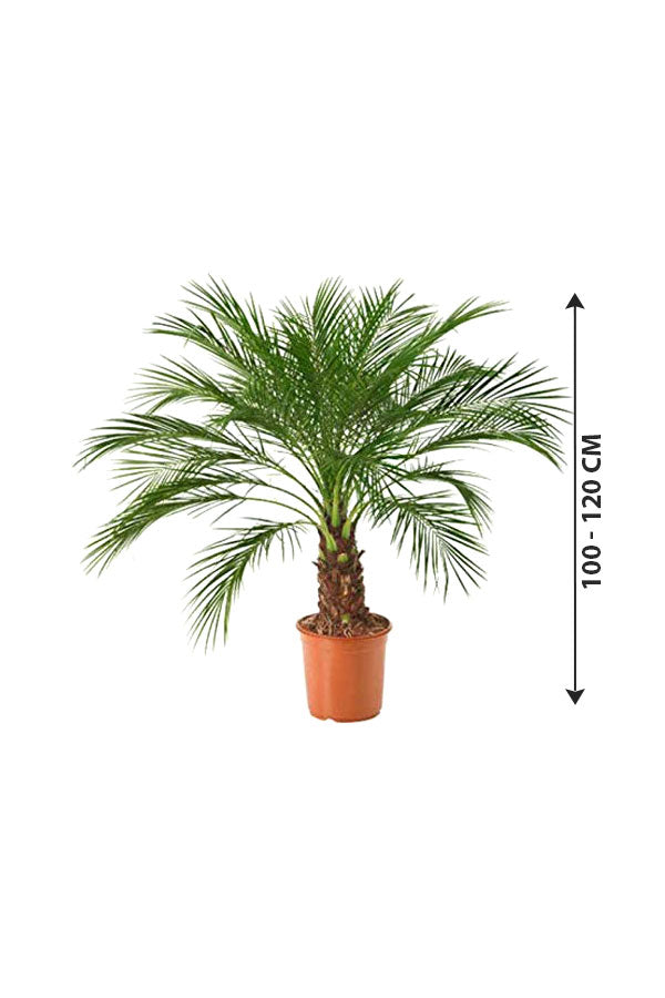 Indoor Pygmy Palm - Phoenix Roebelenii