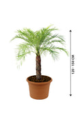 Phoenix Roebelenii - Indoor Pygmy Palm - Plantsworld.ae