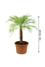 Phoenix Roebelenii - Indoor Pygmy Palm - Plantsworld.ae
