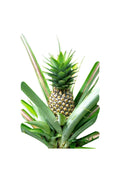 Pineapple – Ananas Comosus