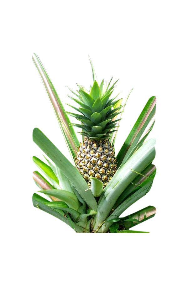 Pineapple – Ananas Comosus