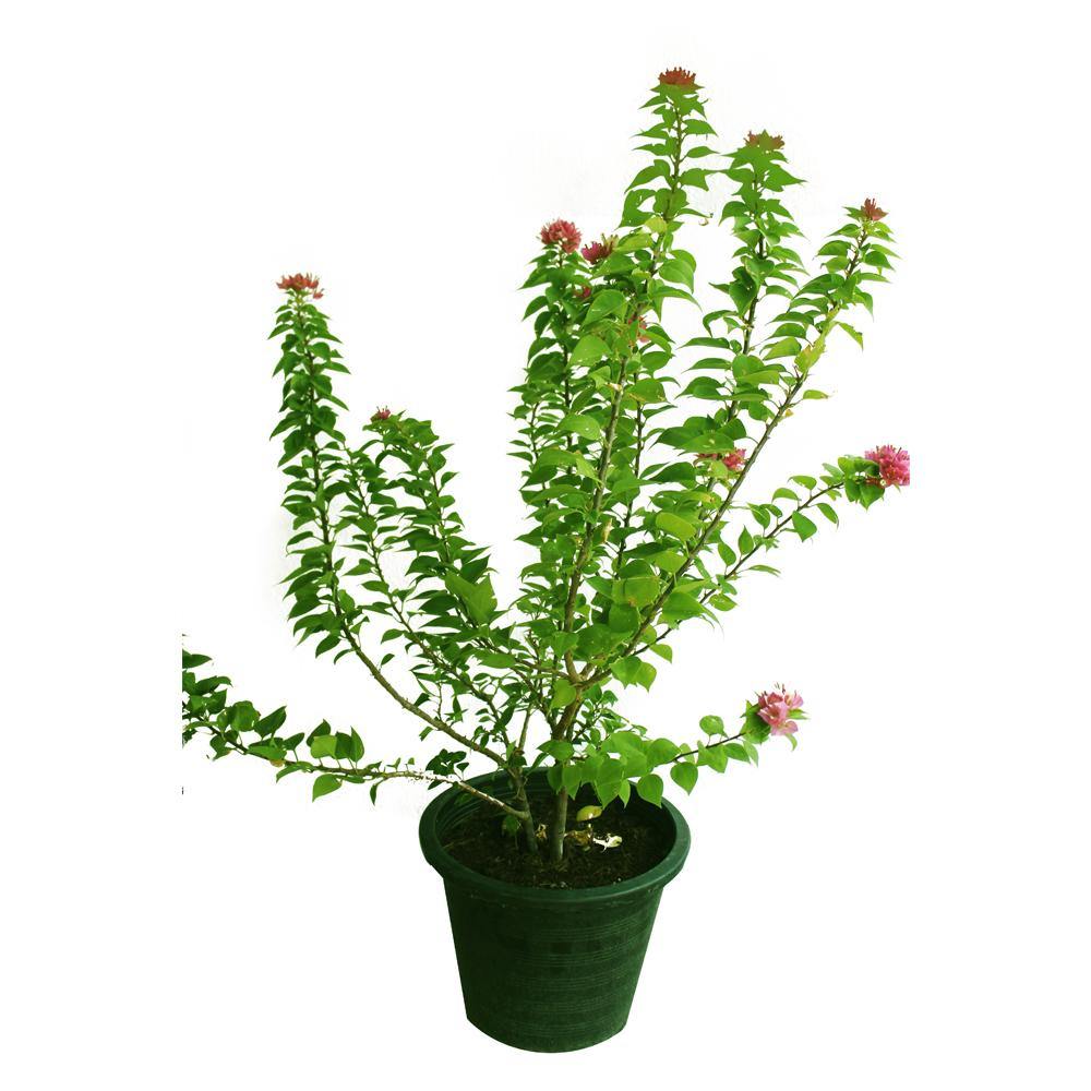 Bougainvillea 'Pink Pixie' Potted Plant - Bougainvillea Glabra