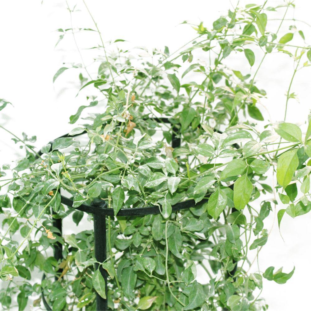 Jasminum Grandiflorum - Poets Jasmine