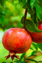 Pomegranate Potted Plant - Punica Granatum