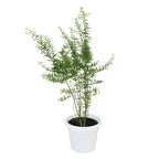 Pomegranate Potted Plant - Punica Granatum