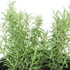 Rosemary – Salvia Rosmarinus - Shrub Plant