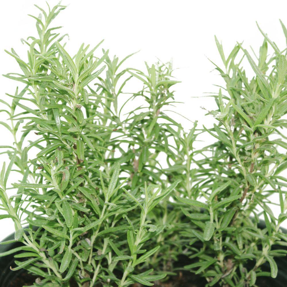 Rosemary – Salvia Rosmarinus - Shrub Plant