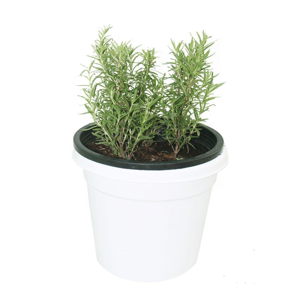 Rosemary – Salvia Rosmarinus - Shrub Plant
