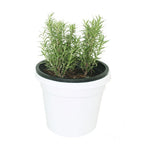 Rosemary – Salvia Rosmarinus - Shrub Plant
