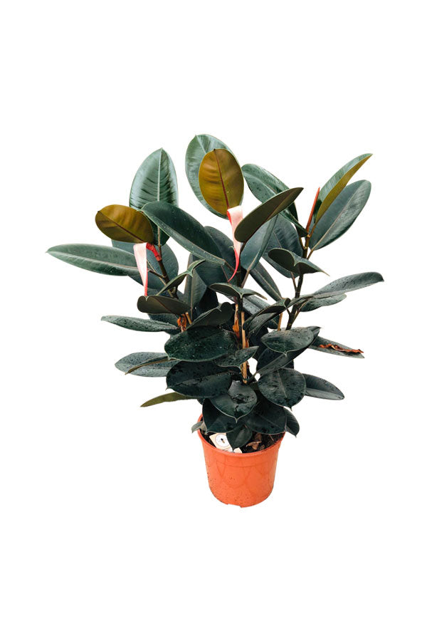 Ficus Elastica - Rubber Plant (Small)