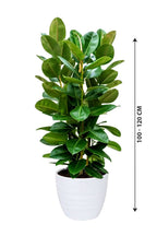 Ficus Elastica - Rubber Plant (Small)