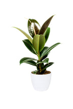 Ficus Elastica - Rubber Plant (Small)