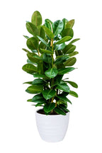 Ficus Elastica - Rubber Plant (Small)