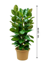 Ficus Elastica - Rubber Plant (Small)