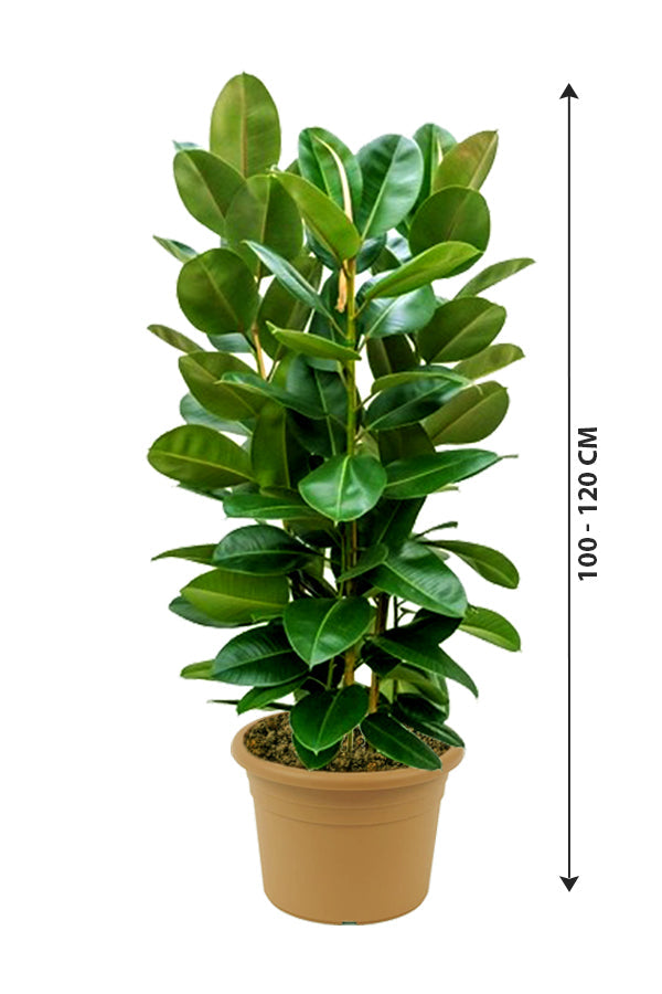 Buy Rubber Plant Online - Ficus Elastica - Holland