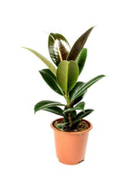 Ficus Elastica - Rubber Plant (Small)