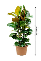 Rubber Plant - Ficus Elastica_Small Plant - Plantsworld.ae