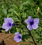 Ruellia ciliosa – Vibrant Flowering Perennial