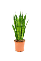 Buy Sansevieria Zeylanica Online - Snake Plant