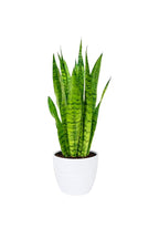 Buy Sansevieria Zeylanica Online - Snake Plant