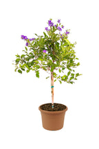 Buy Sapphire Showers Online - Duranta Erecta