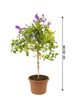 Sapphire Showers - Duranta Erecta - Plantsworld.ae