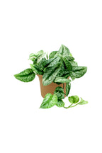 Money Plant - Satin Pothos