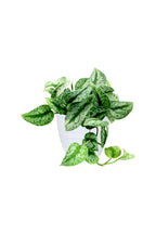 Money Plant - Satin Pothos
