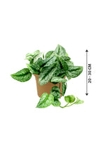 Satin Pothos - Money Plant - Plantsworld.ae