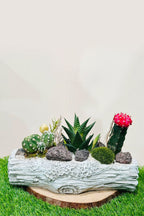 Succulent Arrangement – Mixed Succulents