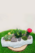 Succulent Arrangement – Mixed Succulents