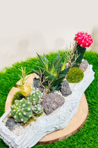 Succulent Arrangement – Mixed Succulents