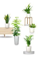 Titanium Office Plant Combo (Mixed Species)