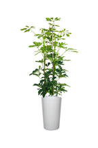 Titanium Office Plant Combo (Mixed Species)