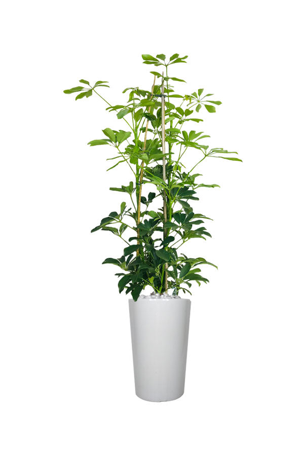 Schefflera Arboricola - Office Plant with glossy dark green leaves in a modern pot, ideal for office spaces.