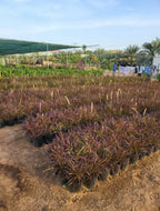 Red Fountain Grass (Pennisetum setaceum 'Rubrum')