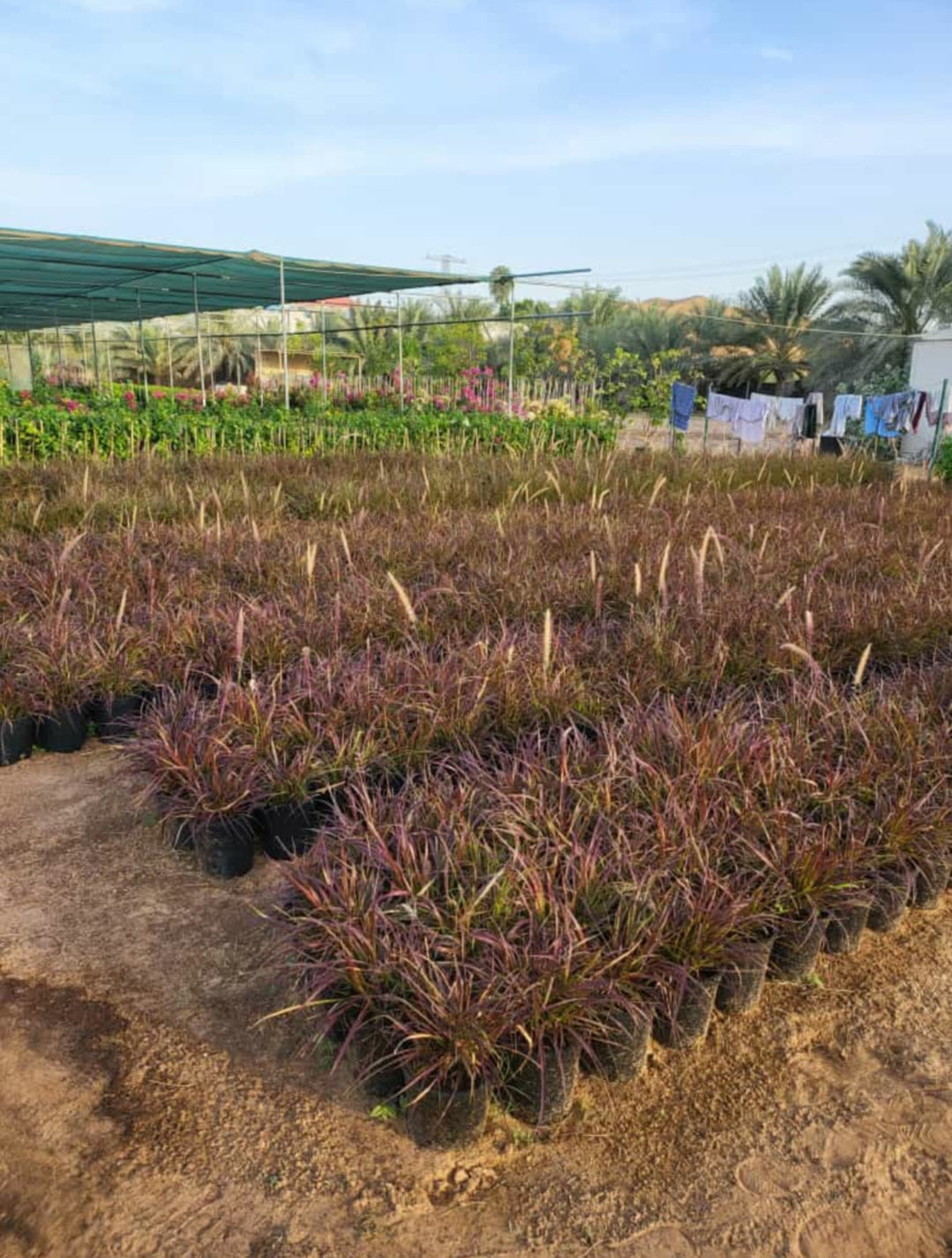 Red Fountain Grass (Pennisetum setaceum 'Rubrum')